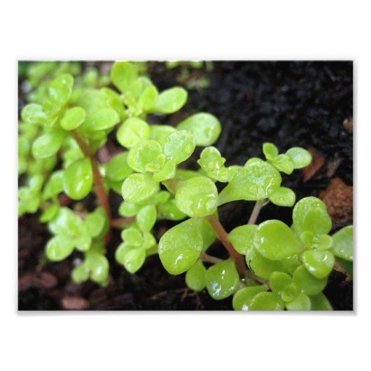 Happy Stonecrop Foto Afdruk (Voorkant)