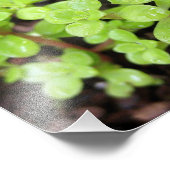 Happy Stonecrop Foto Afdruk (Hoek)