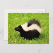 Happy Striped Skunk Briefkaart (Voorkant / Achterkant)