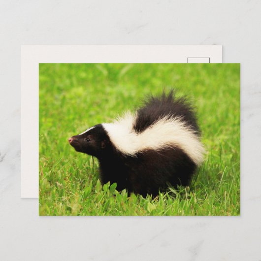 Happy Striped Skunk Briefkaart (Voorkant / Achterkant)