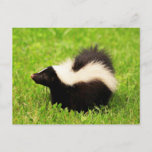 Happy Striped Skunk Briefkaart