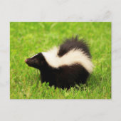 Happy Striped Skunk Briefkaart (Voorkant)