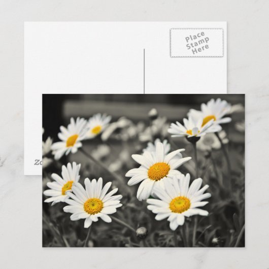 Happy Summer Daisies Briefkaart (Voorkant / Achterkant)