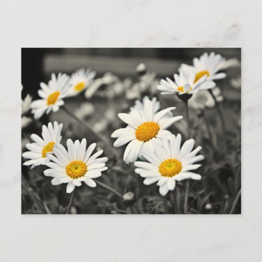 Happy Summer Daisies Briefkaart (Voorkant)