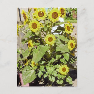 Happy Sunflower Briefkaart