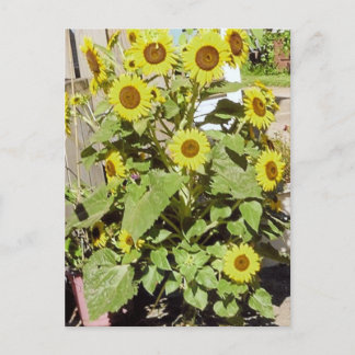 Happy Sunflower Briefkaart