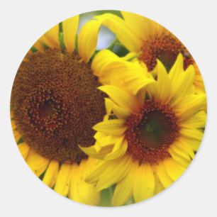 Happy Sunflower Ronde Sticker