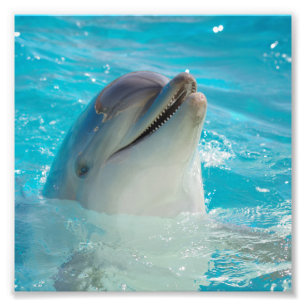 Happy Swimming Dolphin Foto Afdruk