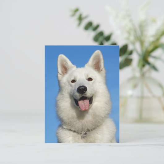 Happy Swiss Shepherd dog Briefkaart (Staand voorkant)