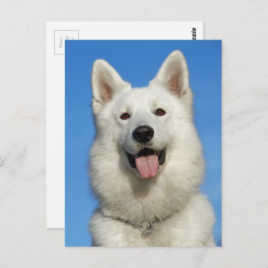 Happy Swiss Shepherd dog Briefkaart (Voorkant / Achterkant)