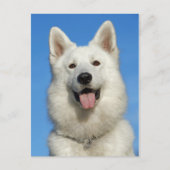 Happy Swiss Shepherd dog Briefkaart (Voorkant)