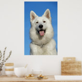 Happy Swiss Shepherd dog Poster (Keuken)