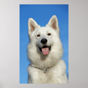 Happy Swiss Shepherd dog Poster