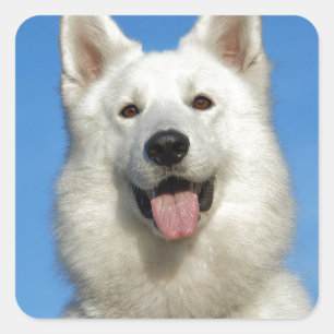 Happy Swiss Shepherd dog Vierkante Sticker