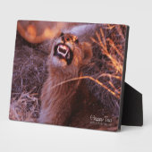 Happy Tau Fotoplaat (Zijkant)