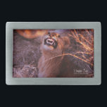 Happy Tau Gesp<br><div class="desc">Happy Tau, leeuw in de taal Tetswana in Botswana, natuur foto-prints en geschenken bevatten een prachtige foto van een jonge leeuw in Afrika, genomen door Kurt Keller met een camera van 35 mm terwijl hij op een Afrikaanse safari in Botswana stond. Iedereen die van dieren houdt en van alle leeuwenliefhebbers...</div>