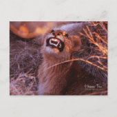 Happy Tau, glimlachend leeuwenkeub Briefkaart (Voorkant)