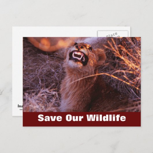 Happy Tau redt ons Briefkaart in het wild (Voorkant / Achterkant)