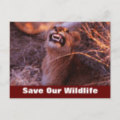 Happy Tau redt ons Briefkaart in het wild (Voorkant)