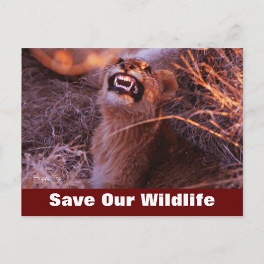 Happy Tau redt ons Briefkaart in het wild (Voorkant)