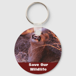 Happy Tau redt ons Sleutelhanger in het wild