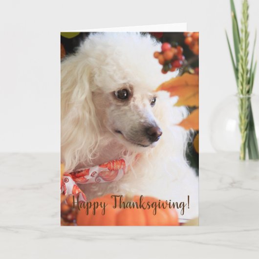Happy Thanksgiving Poedel puppykaart Feestdagen Kaart (Voorkant)