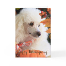 Happy Thanksgiving Poedel puppykaart