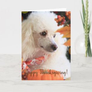 Happy Thanksgiving Poodle-puppy-kaart Feestdagen Kaart
