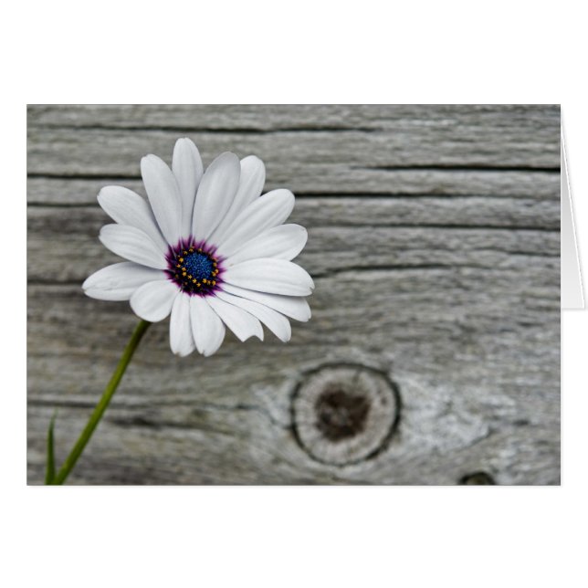 Happy Thoughts (Voorkant Horizontaal)