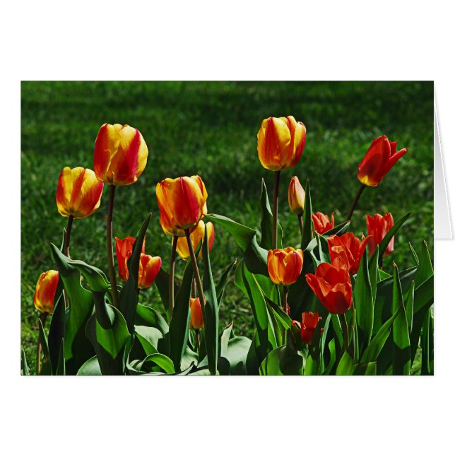 Happy Tulips (Voorkant Horizontaal)