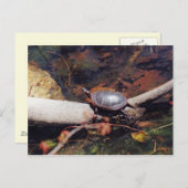 Happy Turtle Briefkaart (Voorkant / Achterkant)