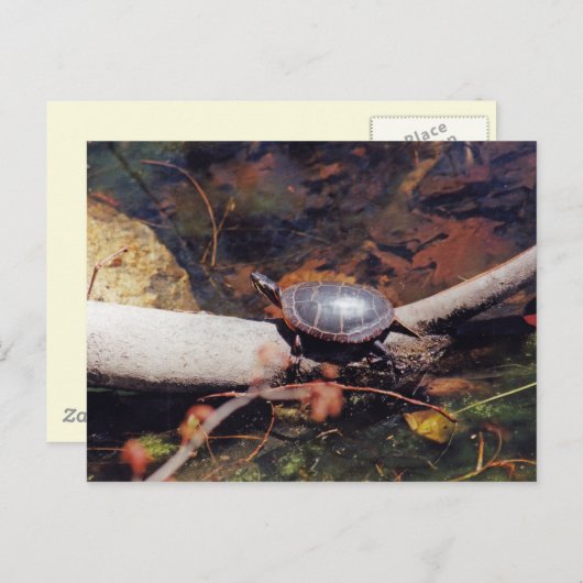 Happy Turtle Briefkaart (Voorkant / Achterkant)