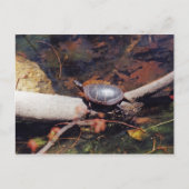 Happy Turtle Briefkaart (Voorkant)