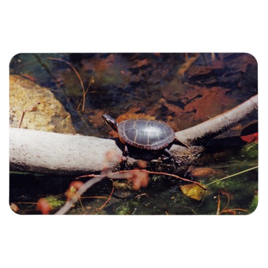 Happy Turtle Magneet (Horizontaal)