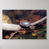 Happy Turtle Poster (Voorkant)