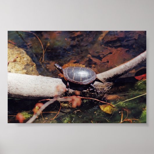 Happy Turtle Poster (Voorkant)