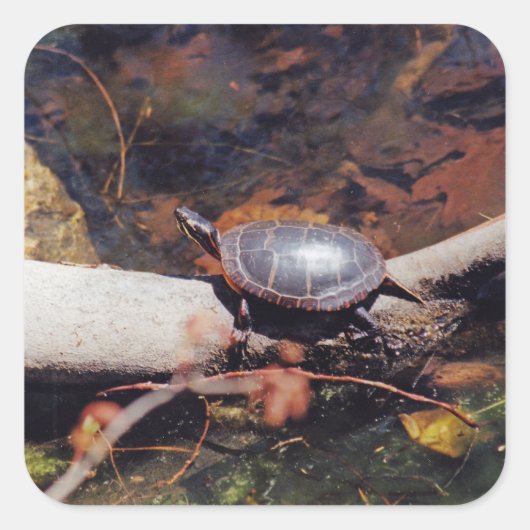 Happy Turtle Vierkante Sticker (Voorkant)
