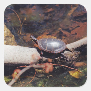 Happy Turtle Vierkante Sticker