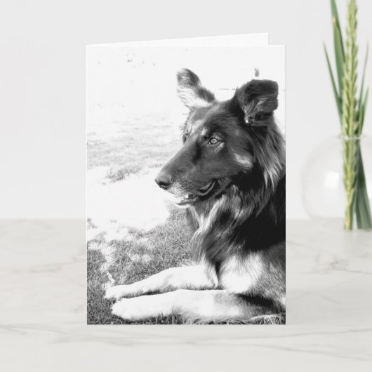 Happy Vaderdag Belgian Shepherd Dog Kaart (Voorkant)