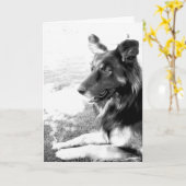Happy Vaderdag Belgian Shepherd Dog Kaart (Gele Bloem)