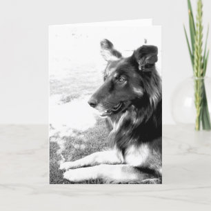 Happy Vaderdag Belgische Shepherd Dog Card Kaart