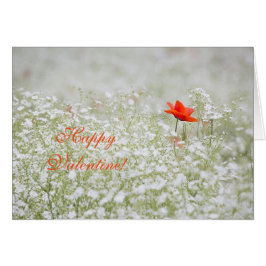 Happy Valentijn Red Poppy White Flowers Meadow