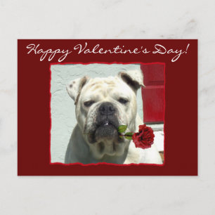 Happy Valentine's Day Bulldog postcard Feestdagenkaart