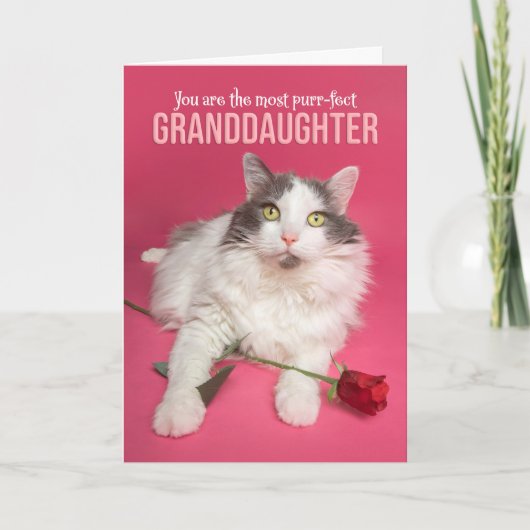 Happy Valentines Day Granddochter Cute Cat Feestdagen Kaart (Voorkant)