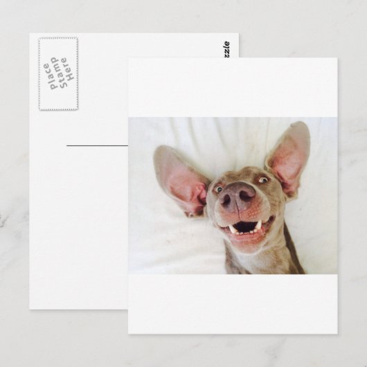 Happy Weimaraner Briefkaart (Voorkant / Achterkant)