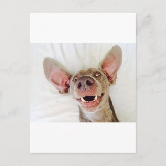 Happy Weimaraner Briefkaart (Voorkant)