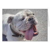 Happy White Bulldog (Voorkant Horizontaal)