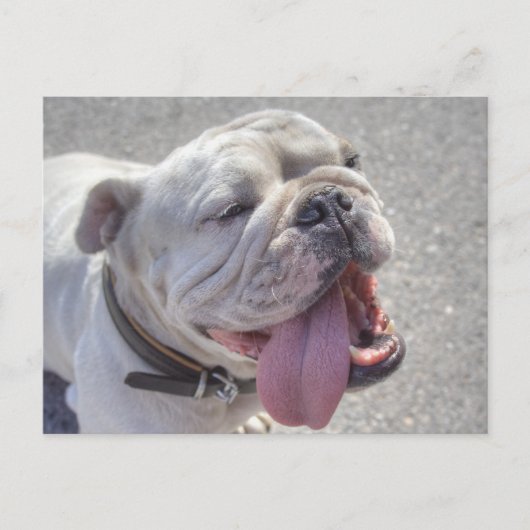 Happy White Bulldog Briefkaart (Voorkant)