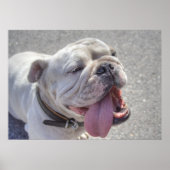 Happy White Bulldog Poster (Voorkant)