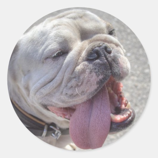 Happy White Bulldog Ronde Sticker (Voorkant)